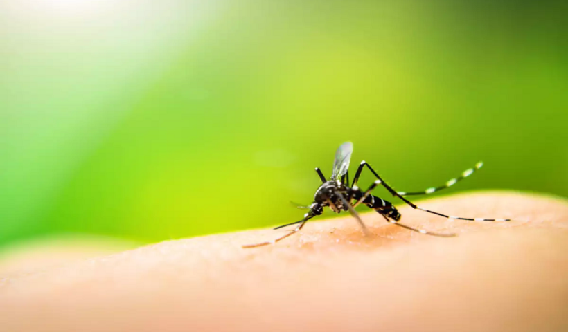 Mosquito Control Strategies