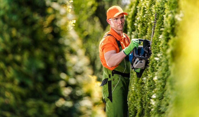 professional Hedge Trimming Services