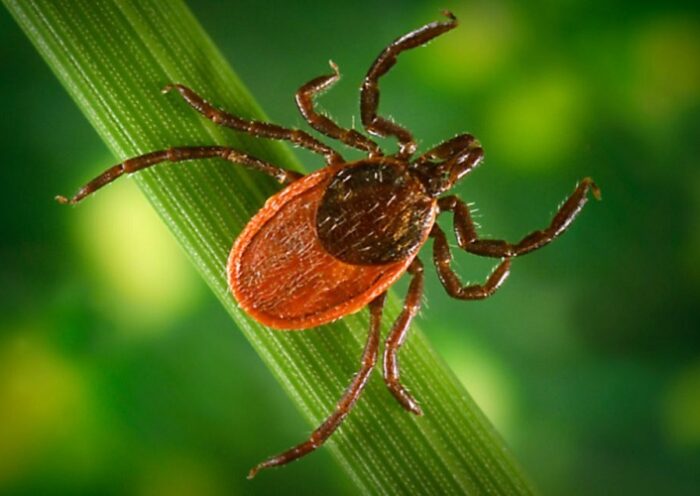 Ticks Love Your Backyard