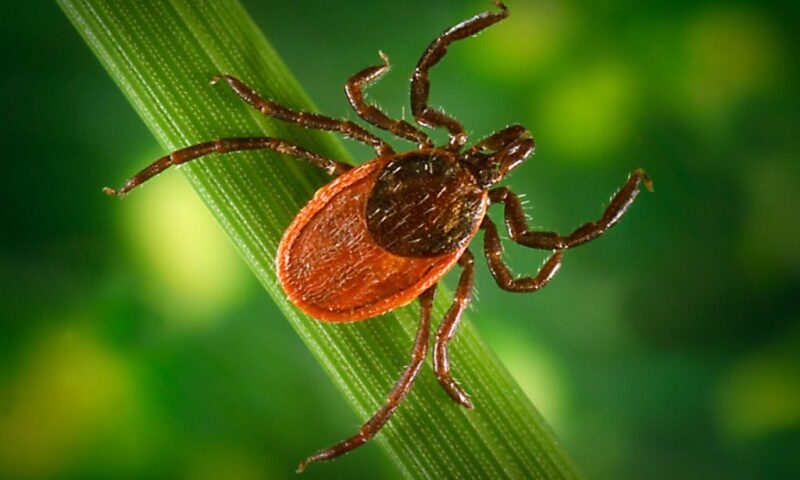 Ticks Love Your Backyard