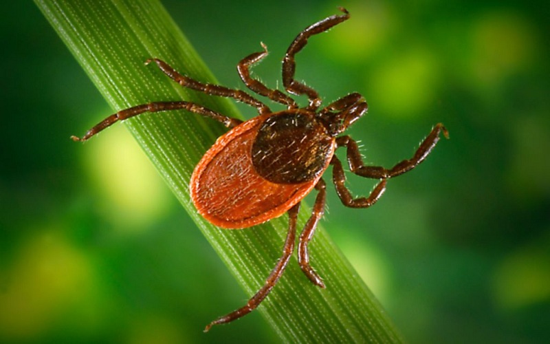 Ticks Love Your Backyard