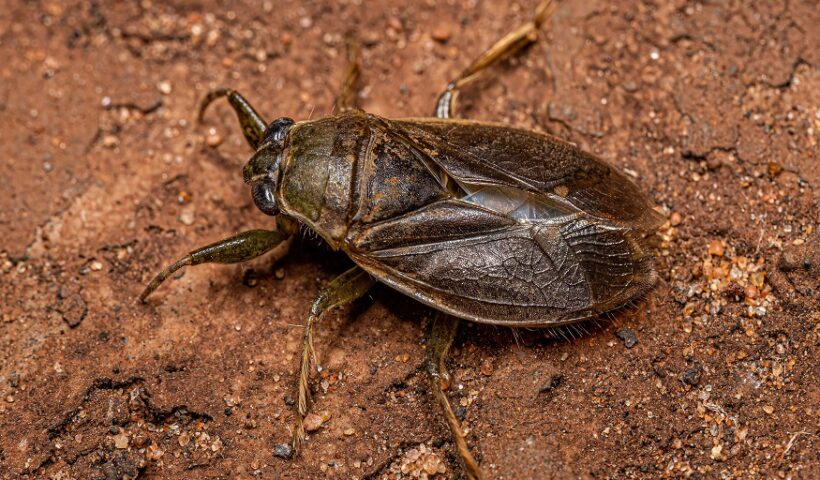 Cockroaches and Water Bugs