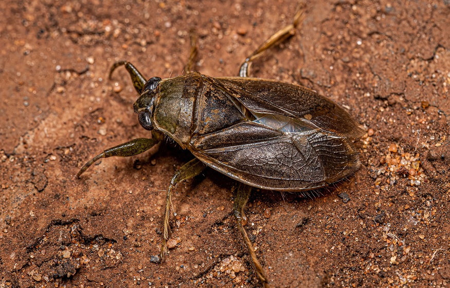 Cockroaches and Water Bugs