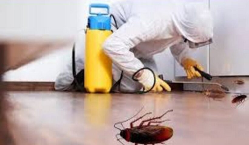 Pest Control Services