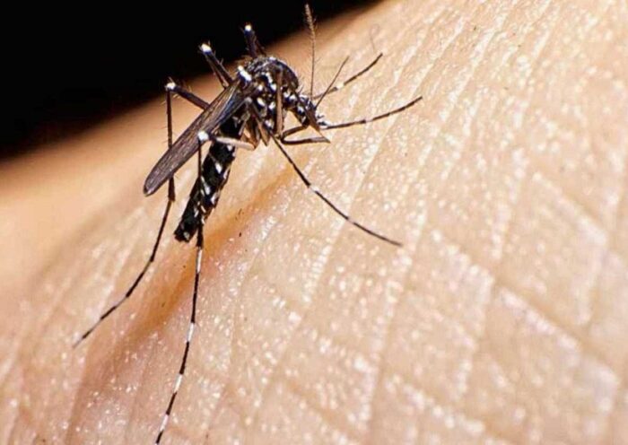 Mosquito Infestations in Manchester
