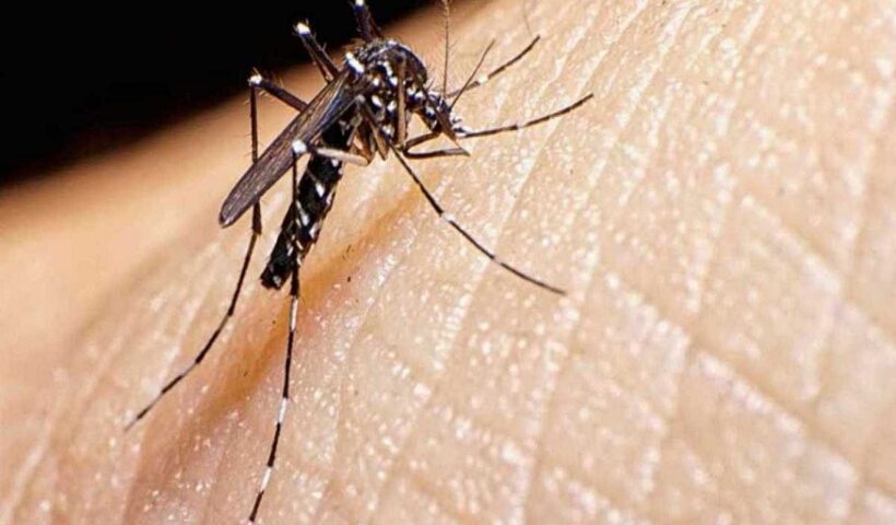 Mosquito Infestations in Manchester