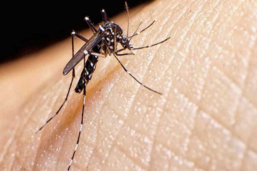 Mosquito Infestations in Manchester